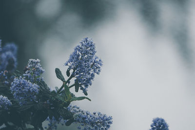 Low angle view of flowering plant