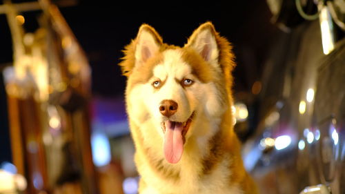 Close-up portrait of a dog