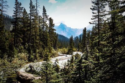 Panoramic view of pine trees in forest against sky