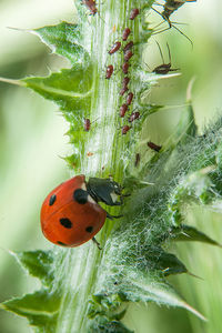 Close-up of ladybug on plant