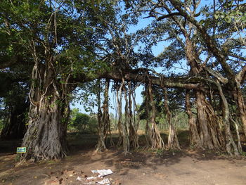 Trees growing in forest