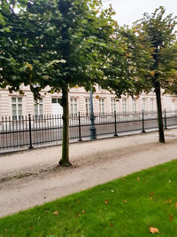 Trees in park