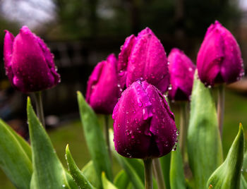 Close-up of pink flowers