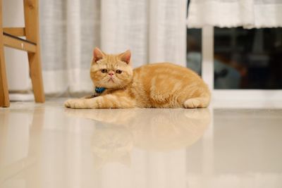 Portrait of cat lying on table