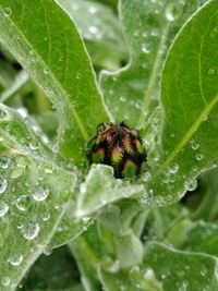 Close-up of insect on leaf