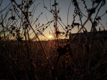 Close-up of silhouette plants on field against sky at sunset