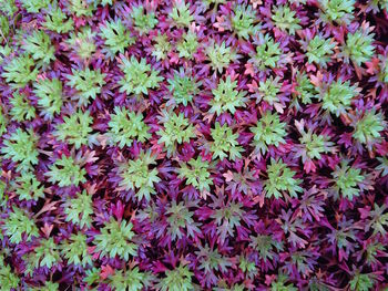 Full frame shot of pink flowering plants