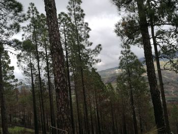 Low angle view of pine trees in forest against sky