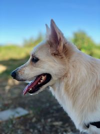 Close-up of dog looking away