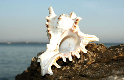 Close-up of animal skull at beach against sky