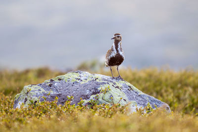 Golden plover perching on rock at field