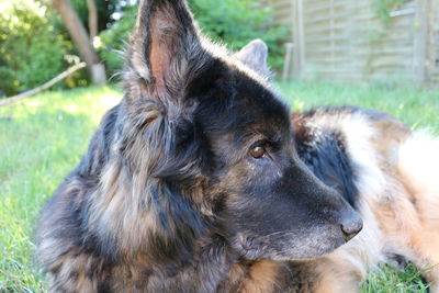 Close-up of dog looking away