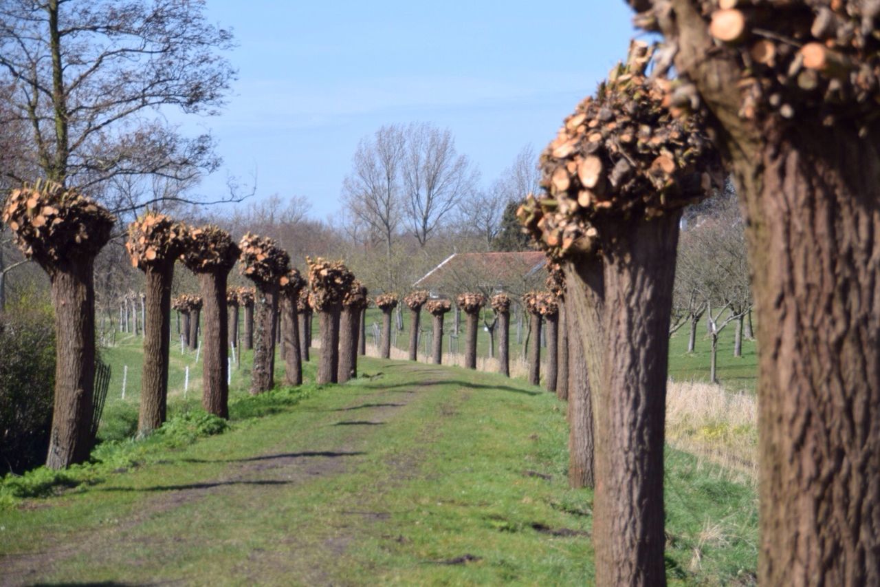 tree, fence, grass, field, sky, tranquility, landscape, tranquil scene, nature, bare tree, built structure, rural scene, architecture, growth, day, protection, in a row, tree trunk, branch, scenics