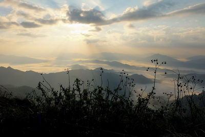 Silhouette plants growing on land against sky during sunset