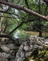 Trees growing in forest