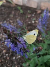 Butterfly on purple flower