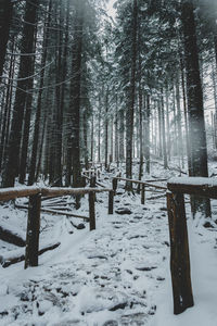 Trees on snow covered field during winter