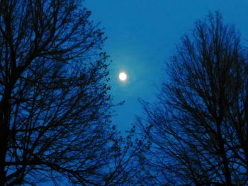 Low angle view of bare trees against blue sky