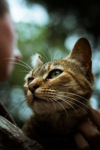 Close-up of hand holding cat