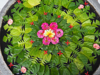 Close-up of red flowers