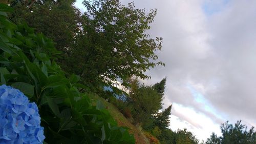 Low angle view of trees against sky