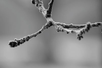 Close-up of snow on branch