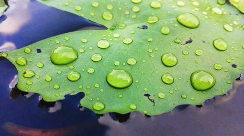 Close-up of wet leaf