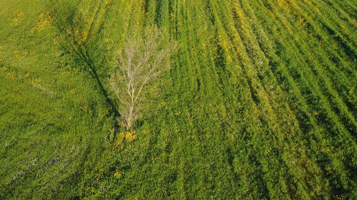 Scenic view of agricultural field