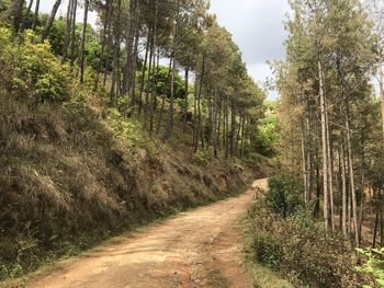 Dirt road amidst trees in forest