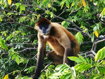 Monkey on tree branch