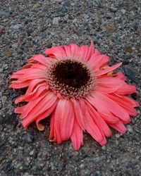 Close-up of red flower