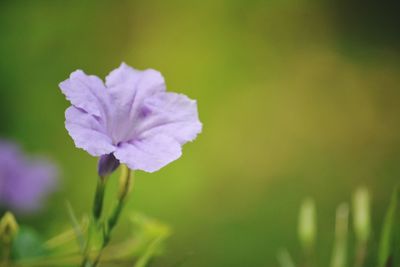 Close-up of purple flowering plant