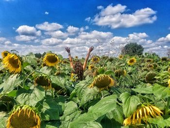 Close-up of yellow flowering plant against sky