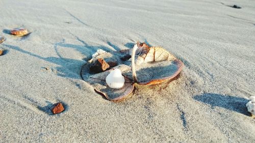 High angle view of seashells on beach