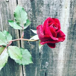 Close-up of red rose blooming outdoors