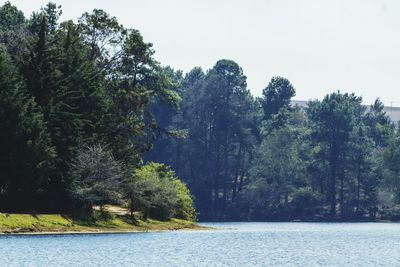 Scenic view of forest