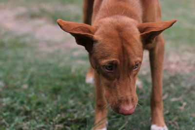 Portrait of dog on field