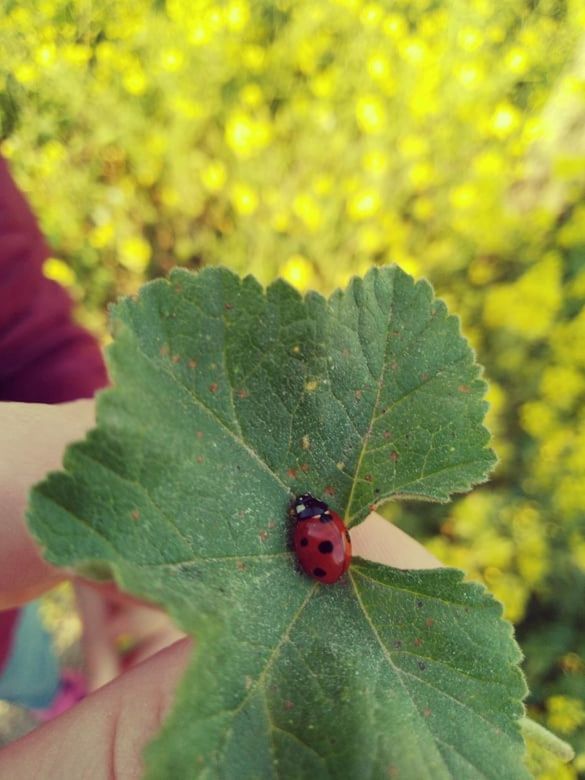 leaf, animal, plant part, insect, animal themes, animal wildlife, plant, one animal, flower, green, close-up, nature, ladybug, beetle, wildlife, yellow, day, macro photography, outdoors, focus on foreground, red, tree, hand, produce, autumn, one person, beauty in nature, growth