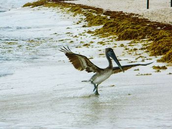 Bird in water