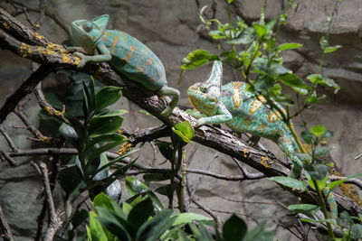 Close-up of lizard on tree