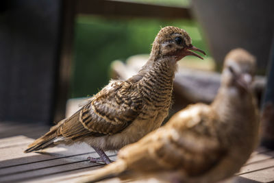 Close-up of birds perching on table