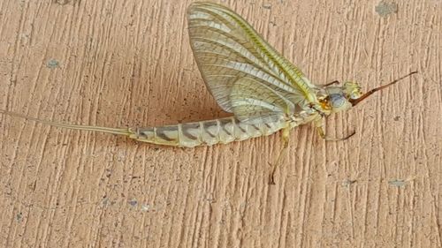 High angle view of butterfly on wood