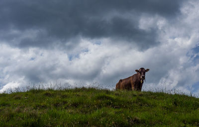 Low angle view of cow on field against cloudy sky