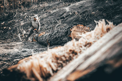 View of birds in the forest