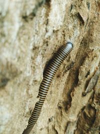 Close-up of insect on rock