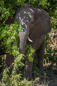 Elephant standing by tree on sunny day