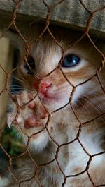 Portrait of young woman in cage