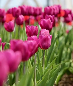 Close-up of flowers blooming outdoors