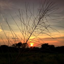 Silhouette of plants at sunset