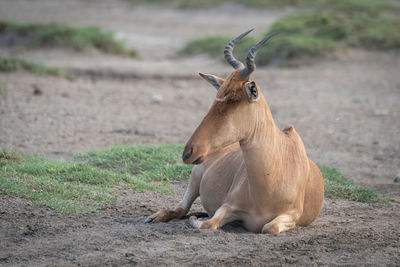 Horse on field